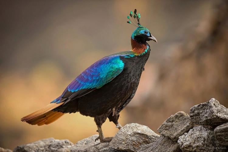 Monal Himalayan Monal Lophophorus impejanus bird proudly stands on the