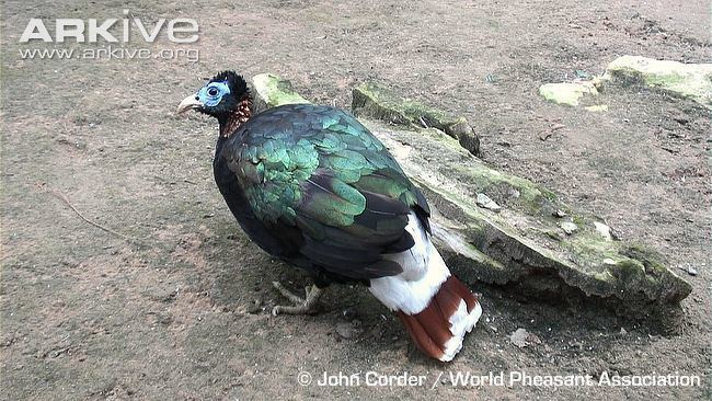 Monal Himalayan monal videos photos and facts Lophophorus impejanus