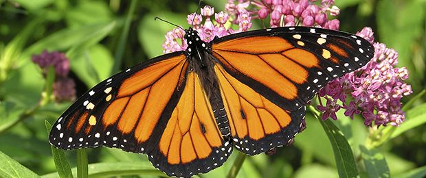 Monarch butterfly wwwnfwforgmonarchPublishingImagesmonarch1jpg