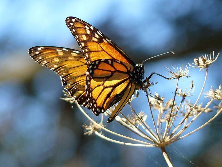 Monarch butterfly conservation in California