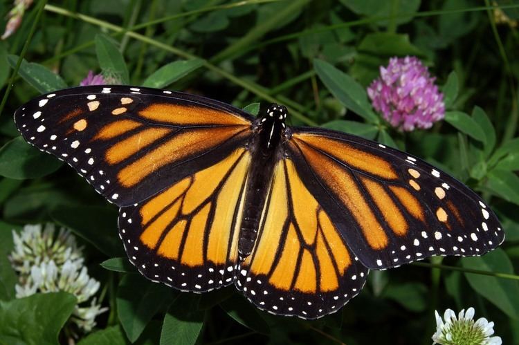 Monarch butterfly Monarch butterfly Wikipedia