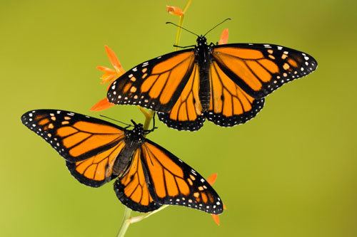 Monarch butterfly Monarch Butterfly Site Life Cycle Migration Pictures News More