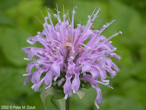 Monarda fistulosa Monarda fistulosa Wild Bergamot Minnesota Wildflowers