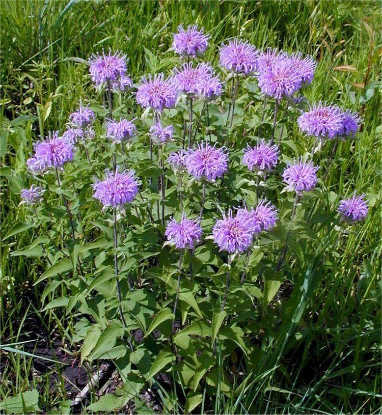 Monarda fistulosa Monardafistulosajpg