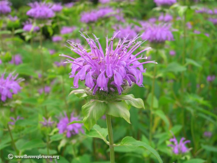 Monarda fistulosa Monarda fistulosa Wild bergamot picture