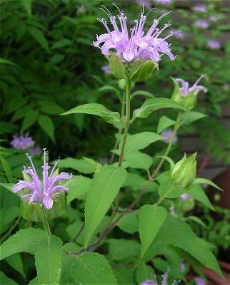 Monarda fistulosa Online Virtual Flora of Wisconsin Monarda fistulosa