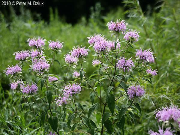 Monarda fistulosa wwwminnesotawildflowersinfoudatar9ndp23qpd2m