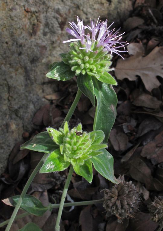 Monardella viridis