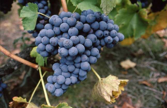 Mondeuse noire Mondeuse Noire Alpine Wines