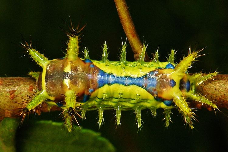 Monema flavescens Oriental Moth Stinging Nettle Slug Caterpillar Cnidocampa Flickr