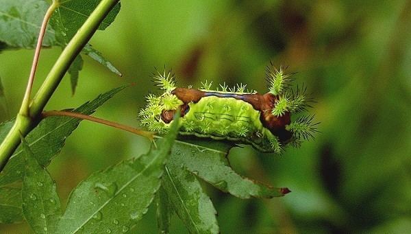 Monema flavescens 