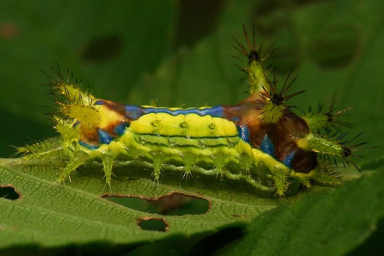 Monema flavescens Oriental Moth Stinging Nettle Slug Caterpillar Cnidocampa Flickr