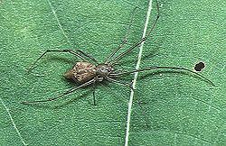Moneta (spider) httpsuploadwikimediaorgwikipediacommonsthu