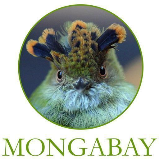Mongabay