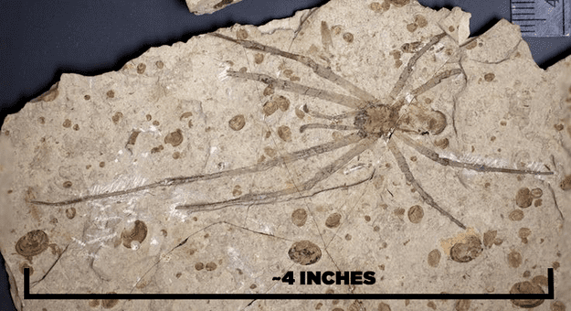 Mongolarachne This Is The Largest Spider Fossil And It39s Terrifying