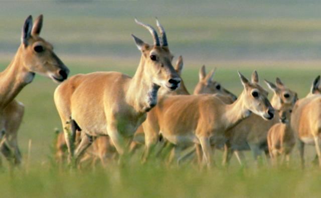 Mongolian gazelle ichefbbcicouknaturelibraryimagesiccredit64