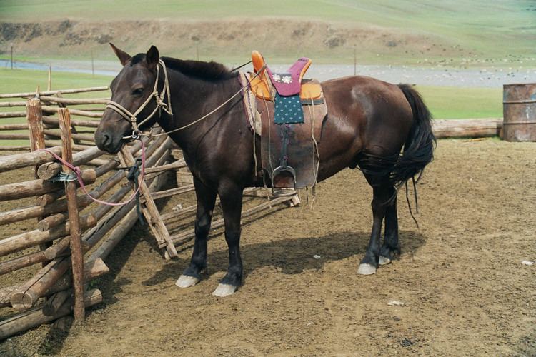 Mongolian horse httpsuploadwikimediaorgwikipediacommons44