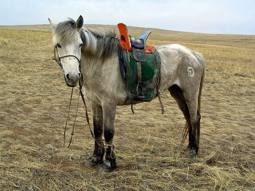 Mongolian horse Mongolian Horse Info Origin History Pictures Horse Breeds