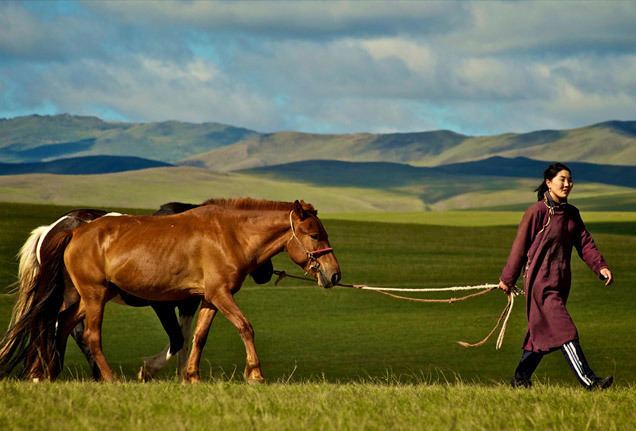 Mongolian horse Mongolian Horse Info Origin History Pictures Horse Breeds