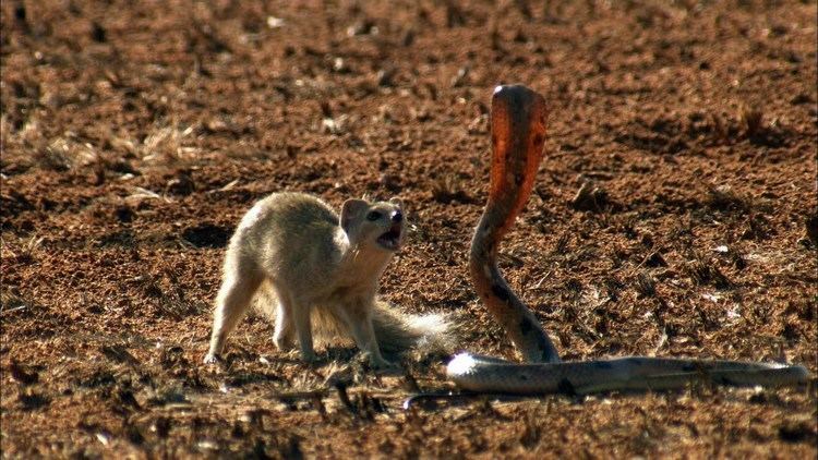 Mongoose Mongoose Vs Cobra YouTube