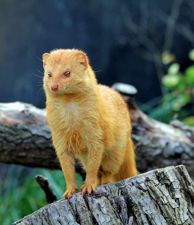 Mongoose - Alchetron, The Free Social Encyclopedia