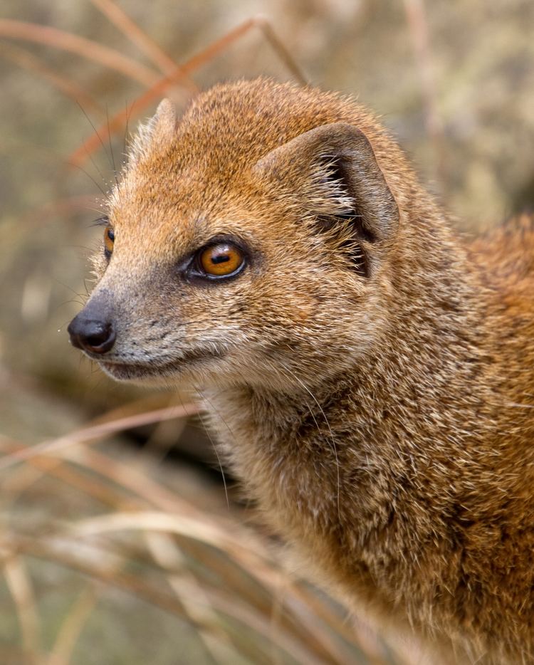 Mongoose Mongoose Wikipedia