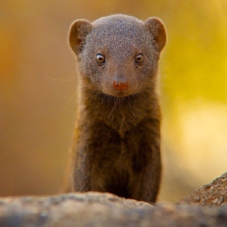 Mongoose Mongoose