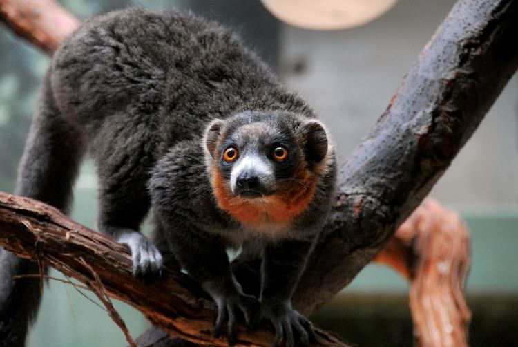 Mongoose lemur Mongoose lemur Philadelphia Zoo