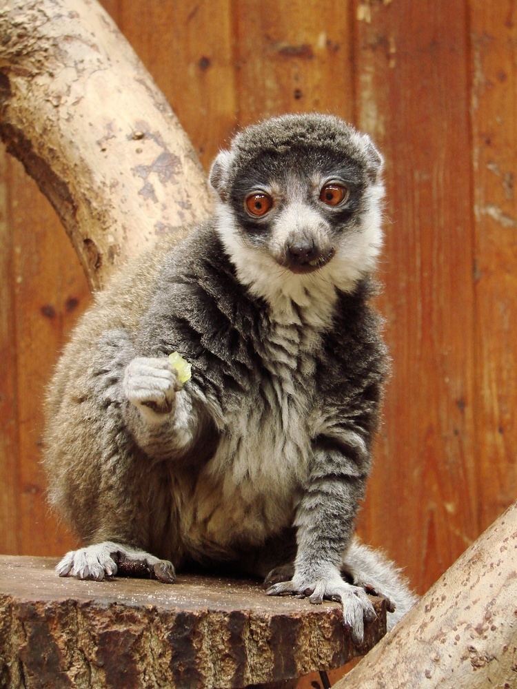 Mongoose lemur httpsuploadwikimediaorgwikipediacommons22