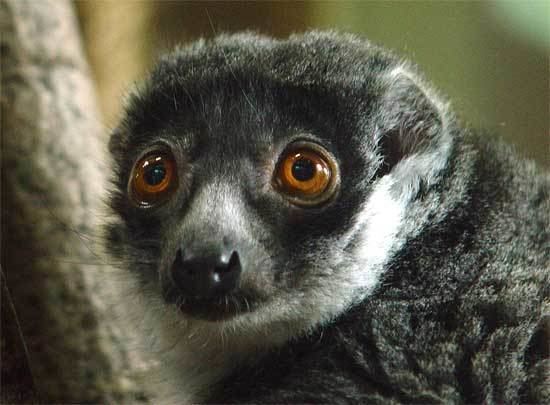 Mongoose lemur Mongoose Lemur Saint Louis Zoo