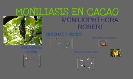 Moniliophthora roreri MONILIOPHTHORA RORERI by iris vanessa castro castro on Prezi