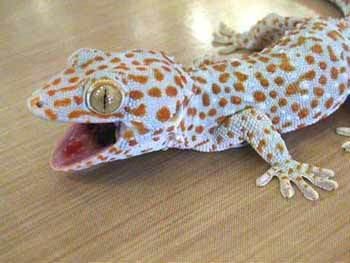 Monito gecko Monito Gecko Sphaerodactylus micropithecus
