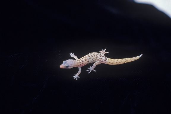 Monito gecko Monito gecko Wikipedia