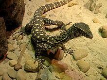 Monitor lizard httpsuploadwikimediaorgwikipediacommonsthu
