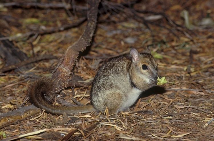 Monjon wwwaustralianwildlifeorgmedia59015monjonpcs