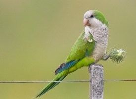 Monk parakeet Monk Parakeet Life History All About Birds Cornell Lab of