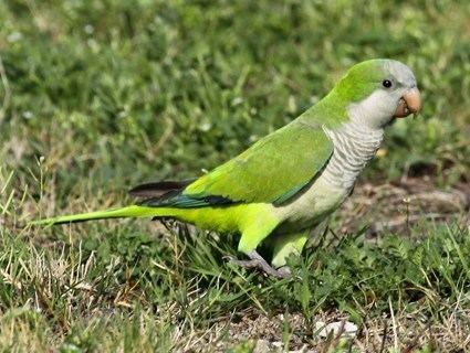 Monk parakeet Monk Parakeet Identification All About Birds Cornell Lab of