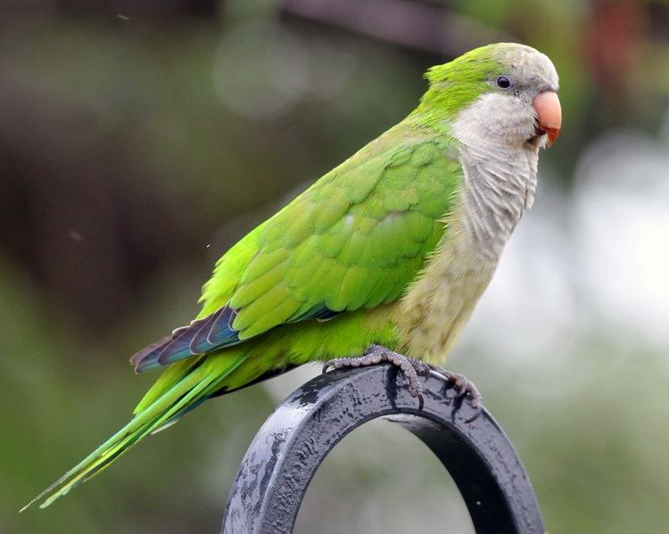 Monk parakeet 1000 images about Monk Parakeet on Pinterest Santiago Chili and