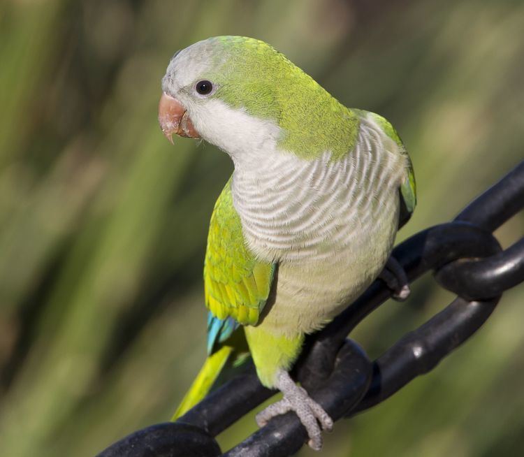 Monk parakeet 1000 images about Monk Parakeet on Pinterest Santiago Chili and