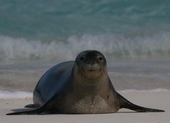 Monk seal Monachus