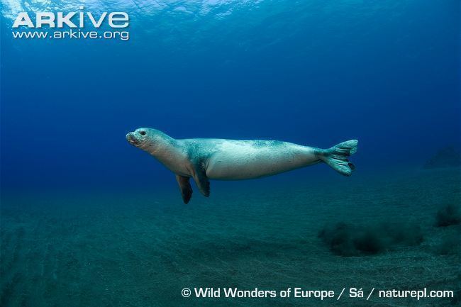 Monk seal Mediterranean monk seal photos Monachus monachus ARKive