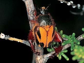 Monkey beetle Hopliini monkey beetles