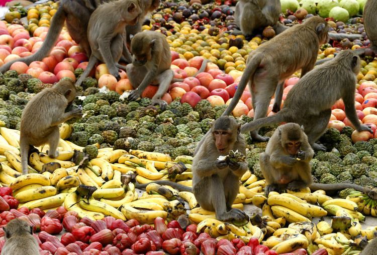 Monkey Buffet Festival Offbeat Traveler Monkey Buffet Festival in Lopburi Thailand LA Times