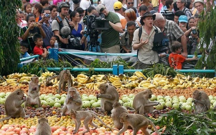 Monkey Buffet Festival Monkey Buffet Festival Thailand Your World Calendar