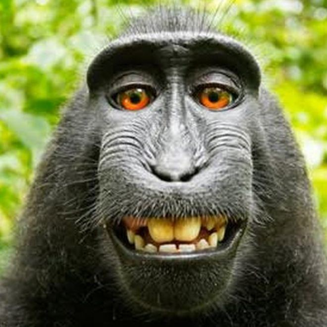 Monkey Monkey selfie is mine UK photographer argues BBC News
