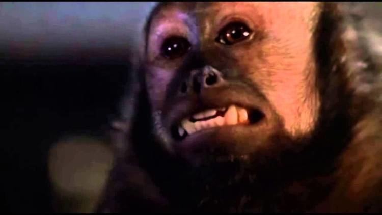 Monkey Shines Monkey Shines Monkey Death Scene YouTube