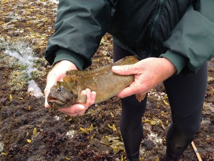 Monkeyface prickleback Real Monstrosities Monkeyface Prickleback