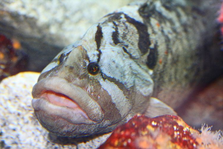 Monkeyface prickleback Monkeyface Eel aka Monkeyface Prickleback TAXONOMY Phylum Flickr