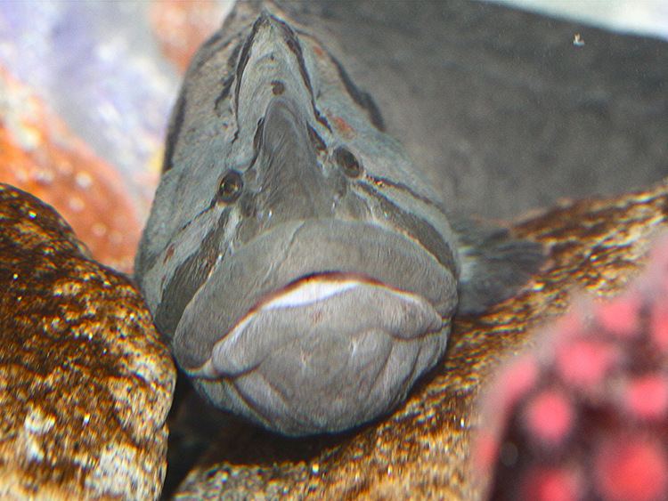 Monkeyface prickleback Monkeyface Eel aka Monkeyface Prickleback TAXONOMY Phylum Flickr