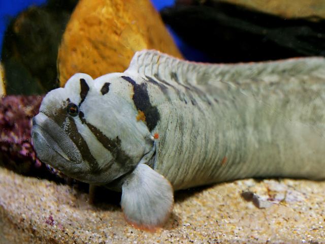 Monkeyface prickleback 121515 Monkeyface Eel aka Monkeyface Prickleback from Ron39s